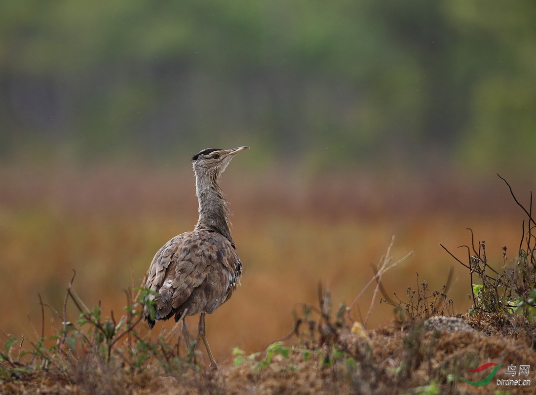 Y-australian bustard1_���˺�_����.jpg
