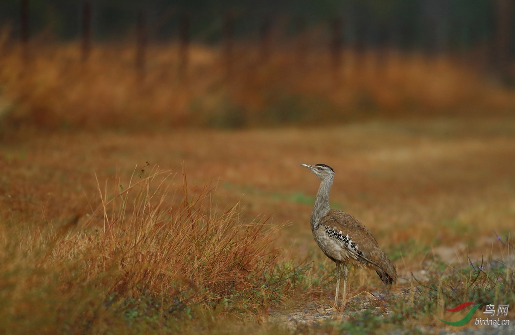 Y-australian bustard3_���˺�_����.jpg