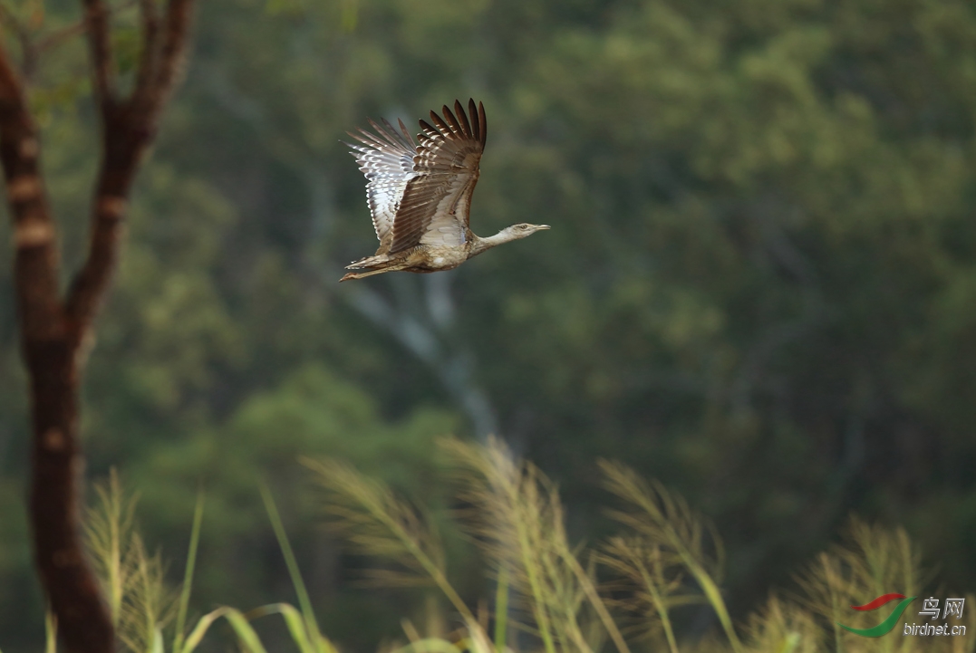 Y-australian bustard fly_���˺�_����.jpg