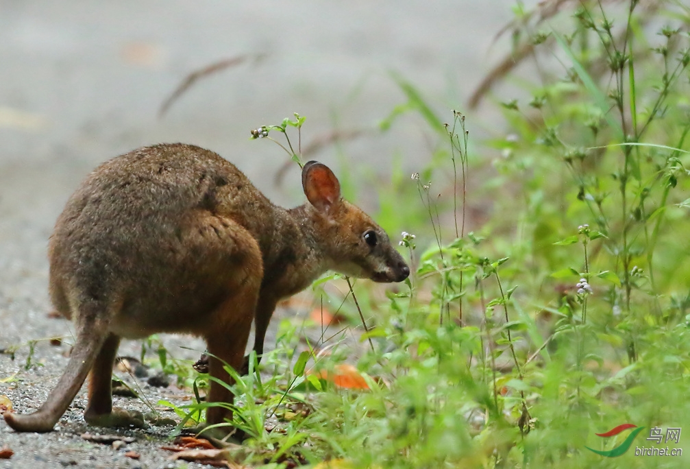Y-Allied Rock-wallaby_���˺�_����.jpg