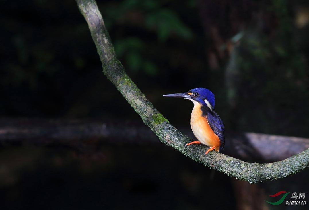 Y-Azure kingfisher_���˺�_����.jpg