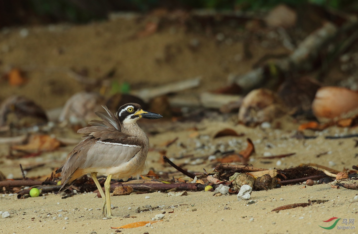 Y-beach stone-curlew1_���˺�_����.jpg