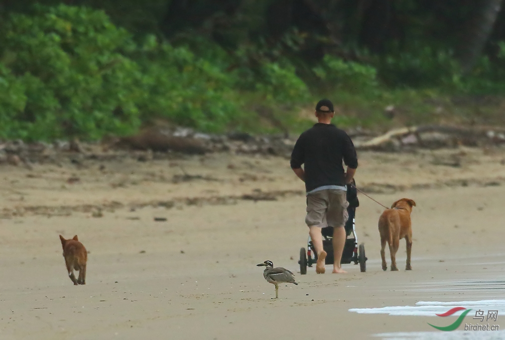 Y-beach stone-curlew2_���˺�_����.jpg