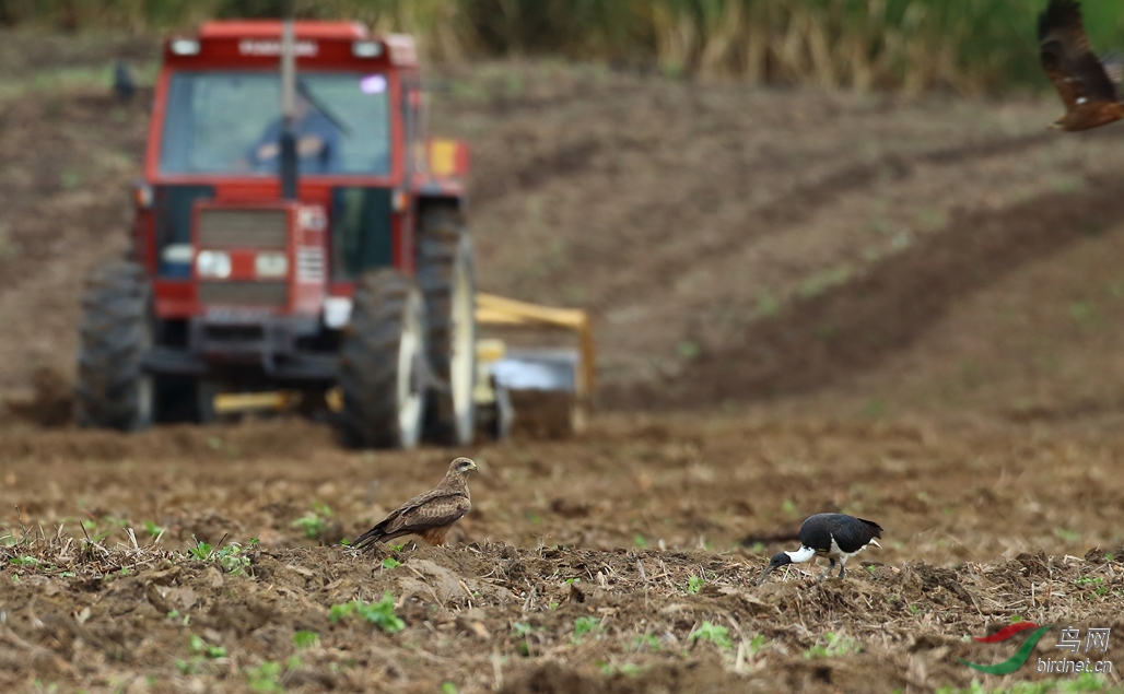 Y-black kite in farm_���˺�_����.jpg