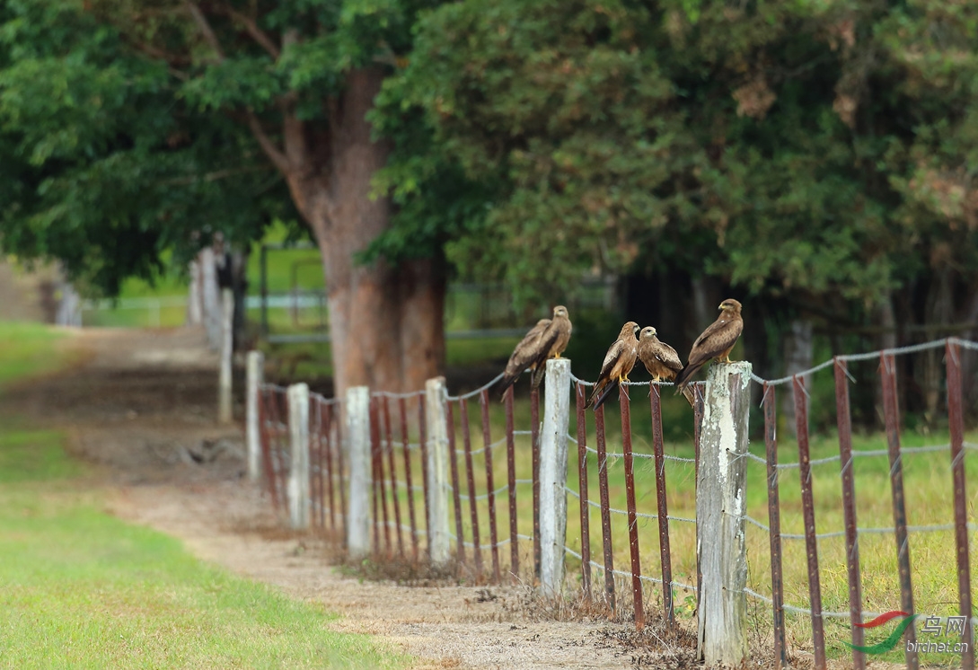 Y-black kite in farm2_���˺�_����.jpg