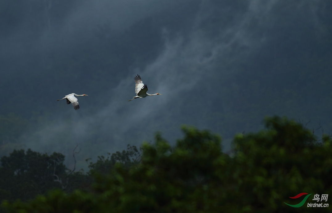 Y-brolga fly_���˺�_����.jpg