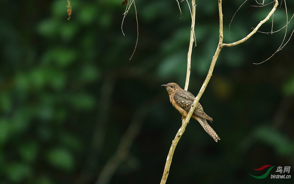 Y-brush cuckoo im_���˺�_����.jpg