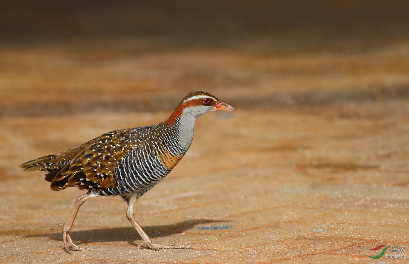 Y-buff-banded rail_���˺�_����.jpg