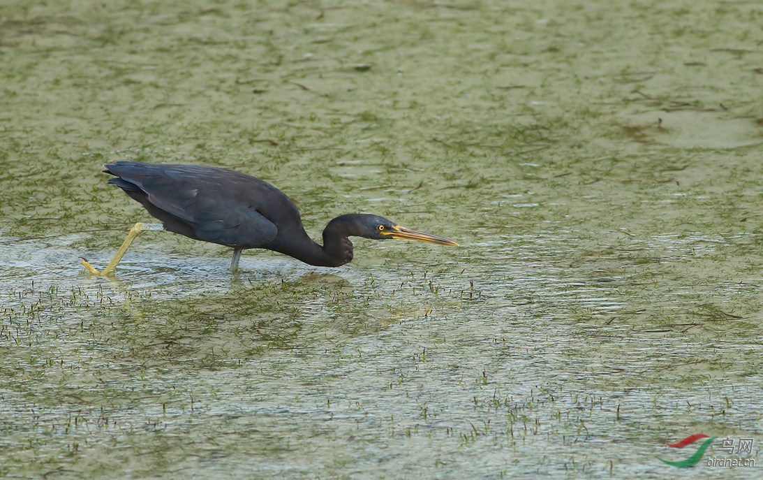Y-eastern reef egret grey morph_���˺�_����.jpg