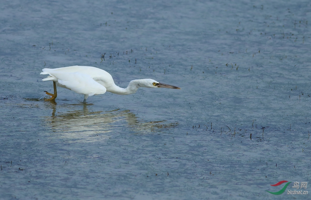Y-eastern reef egret white morph_���˺�_����.jpg
