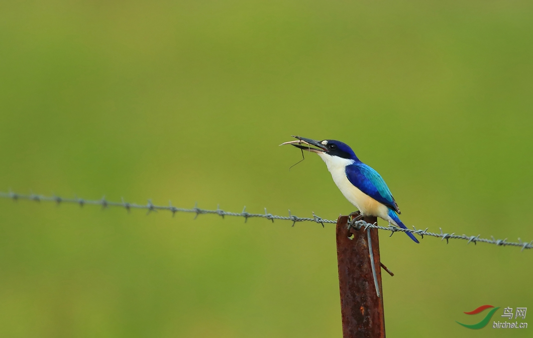 Y-forest kingfisher_���˺�_����.jpg