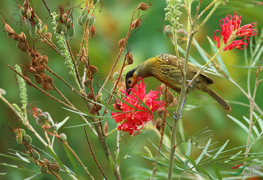 Y-macleay\\'s honeyeater_���˺�_����.jpg