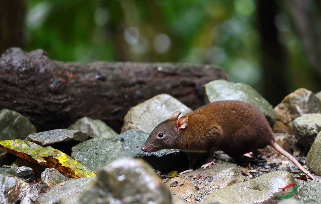 Y-musky rat-kangaroo1_���˺�_����.jpg