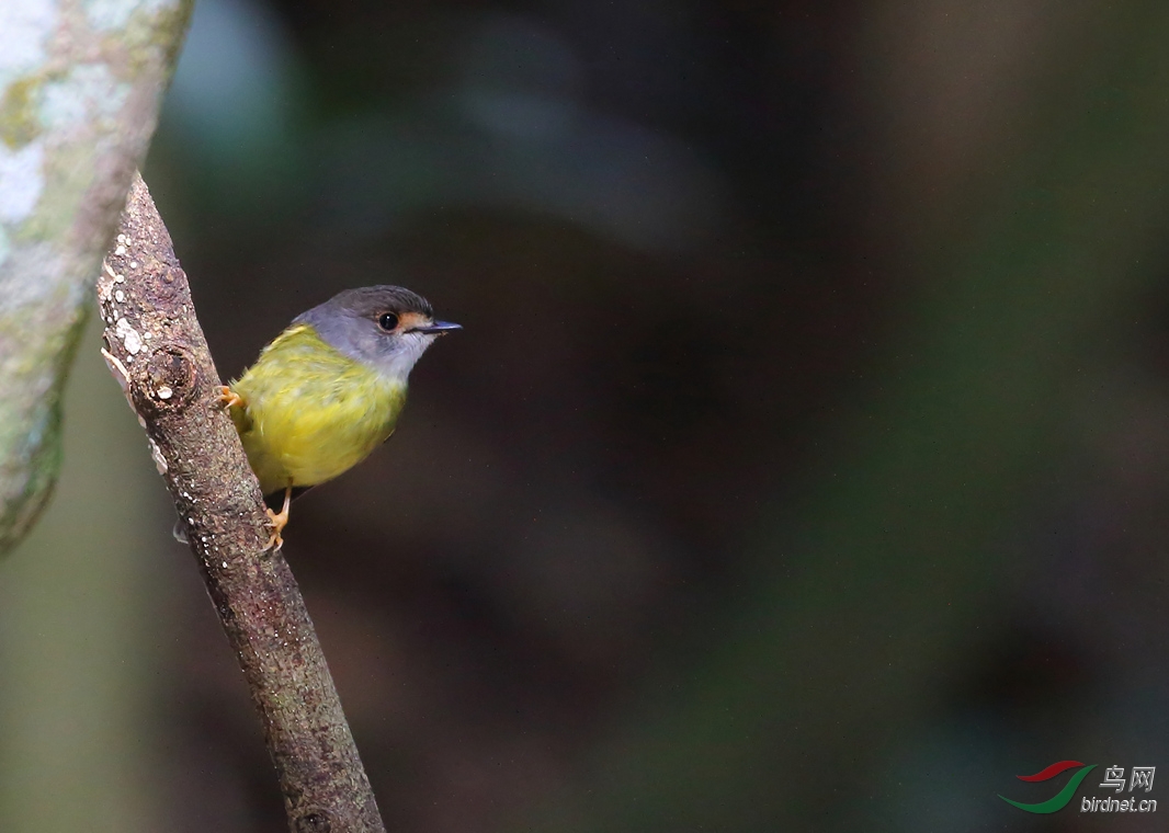 Y-pale-yellow robin_���˺�_����.jpg