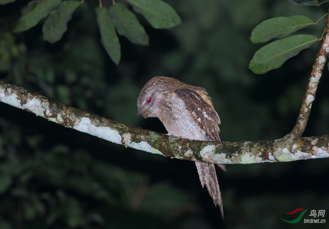 Y-papuan frogmouth1_���˺�_����.jpg