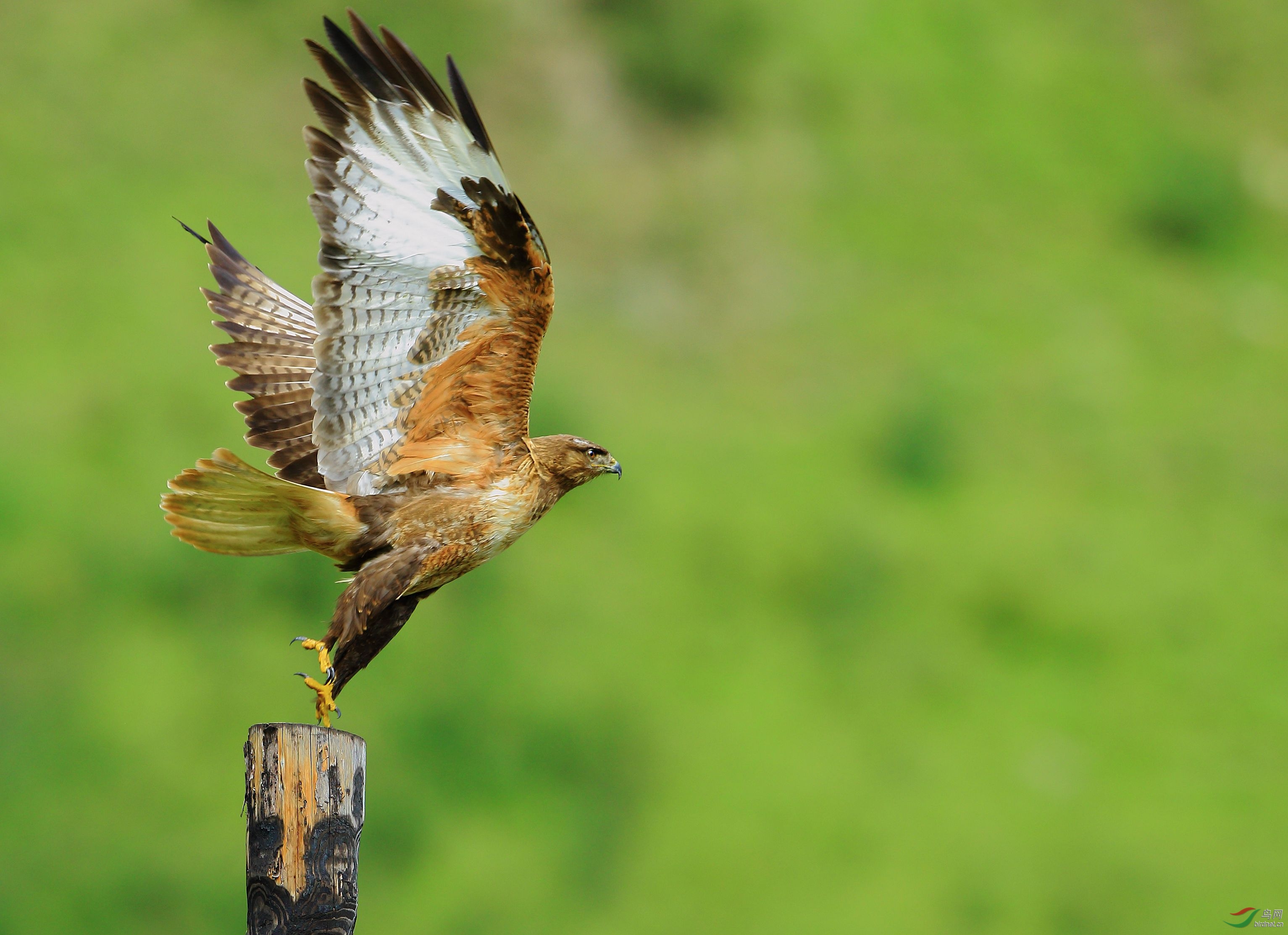 甘南猛禽棕尾鵟起飞