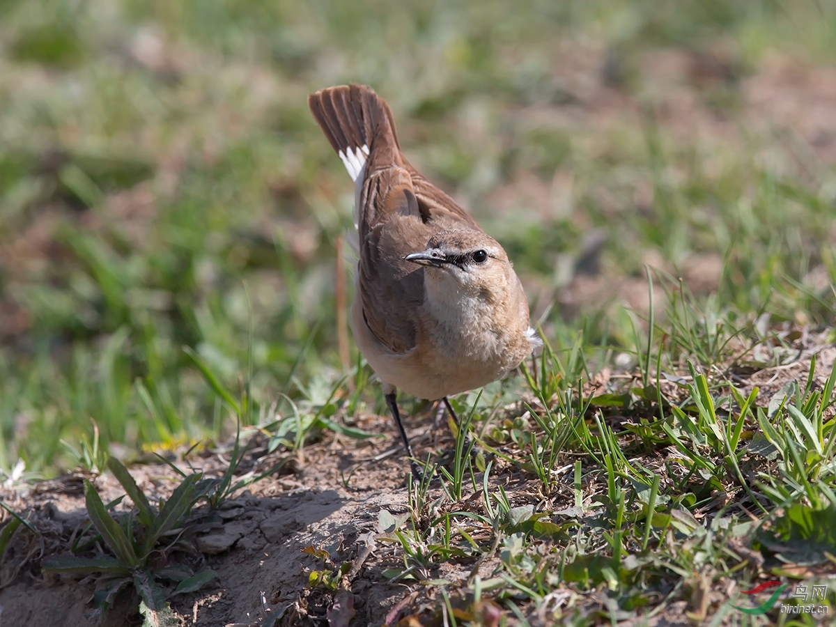 萌萌的地山雀 - 观鸟之旅 鸟网
