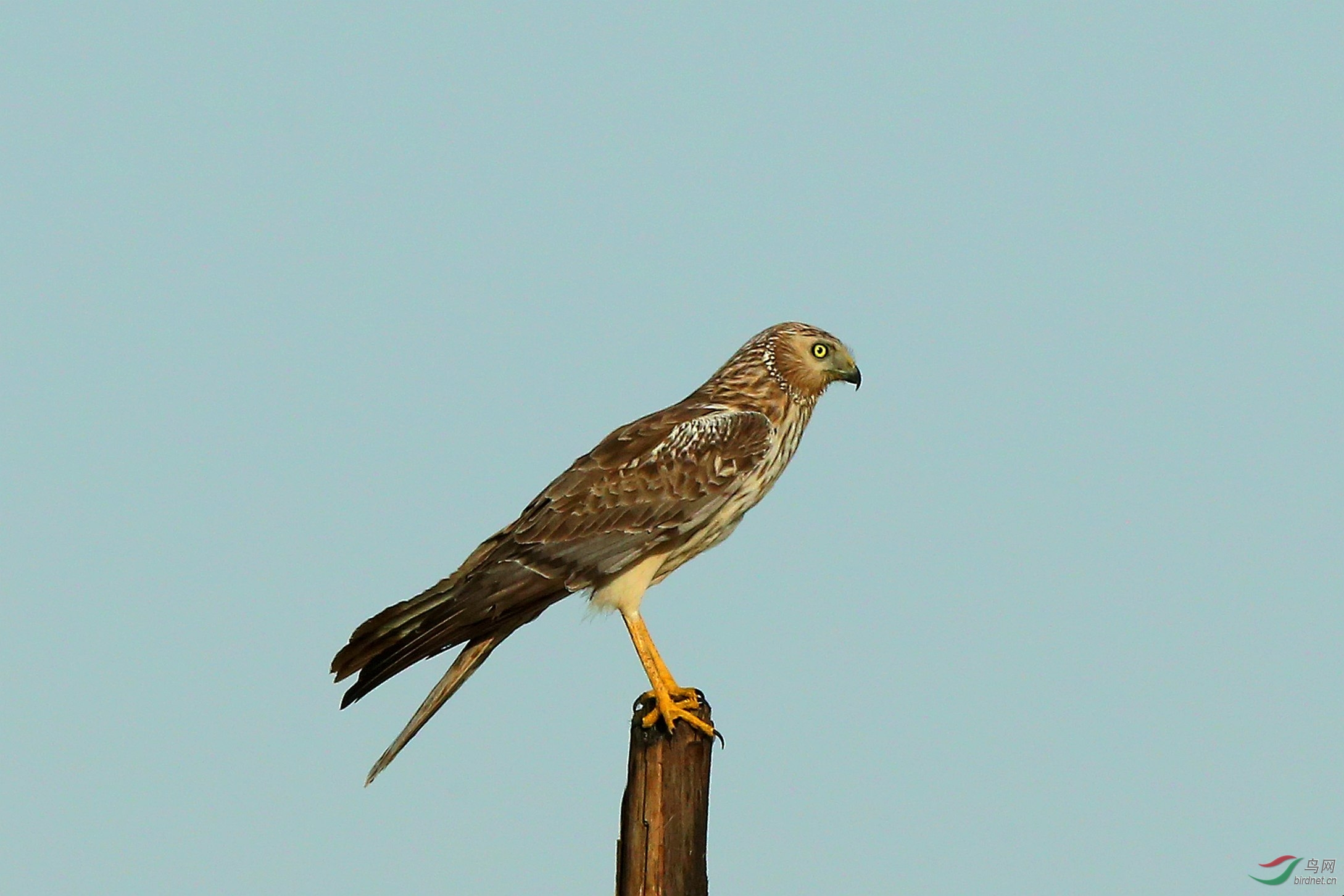 鹊鹞pied harrier 贺图1获首页精华图片