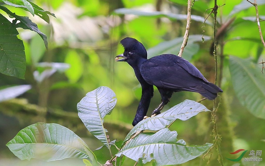 (长耳垂伞鸟)长耳垂伞鸟long-wattled umbrellabird
