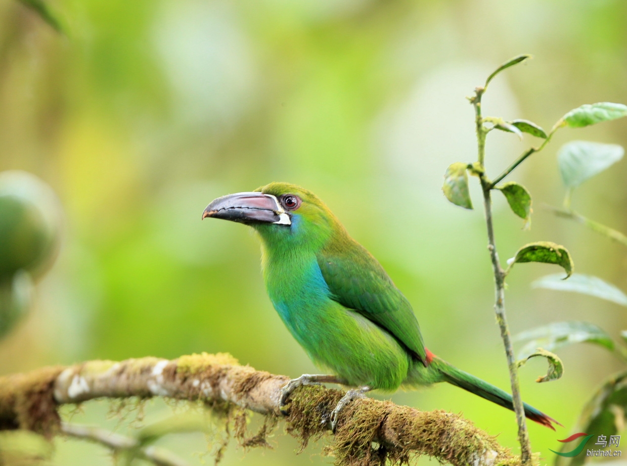 绯腰巨嘴鸟crimsonrumpedtoucanet