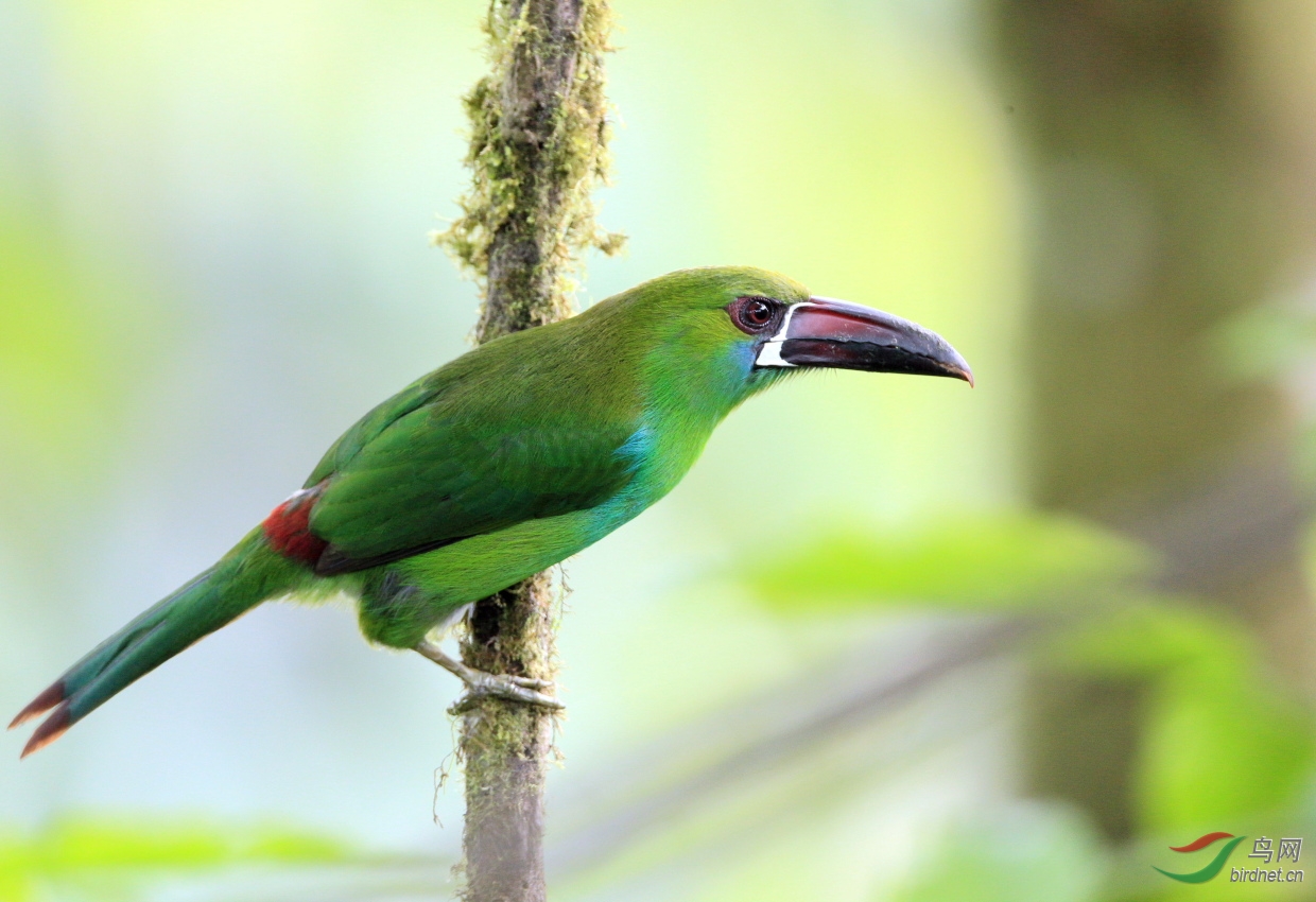 绯腰巨嘴鸟crimsonrumpedtoucanet