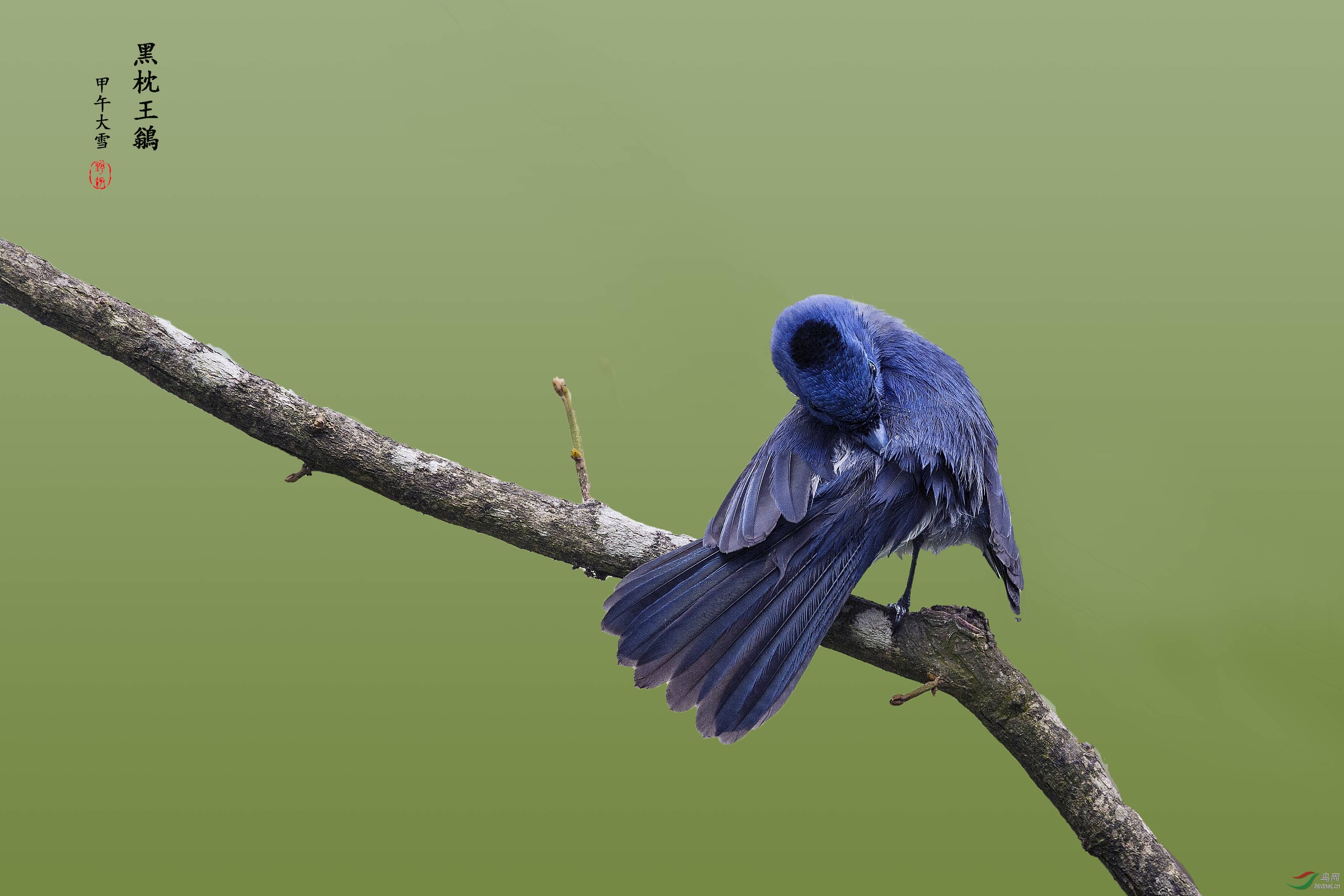 三亚的明星鸟------黑枕王鶲