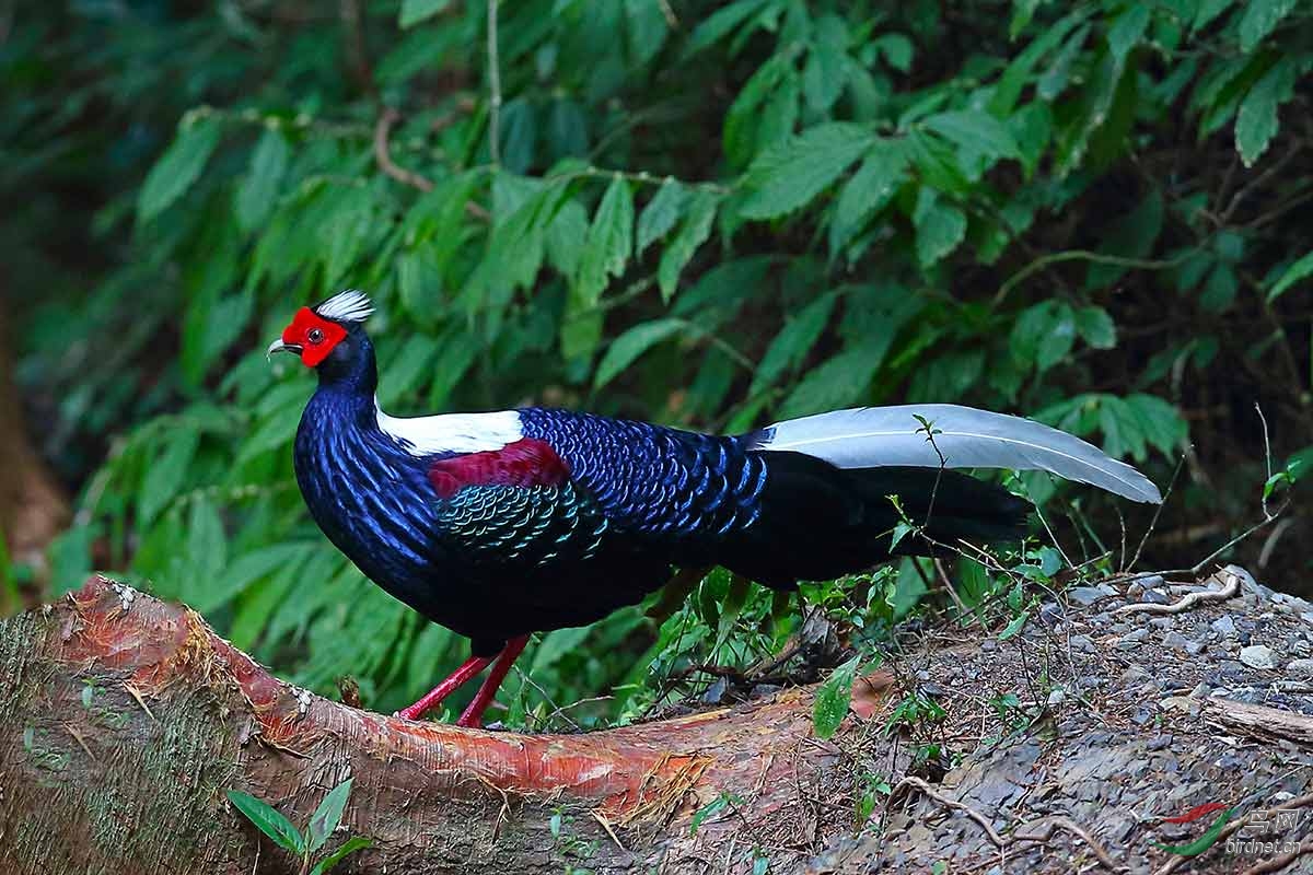 (蓝腹鹇)蓝鹇 taiwan blue pheasant——贺图5获首页精华图片