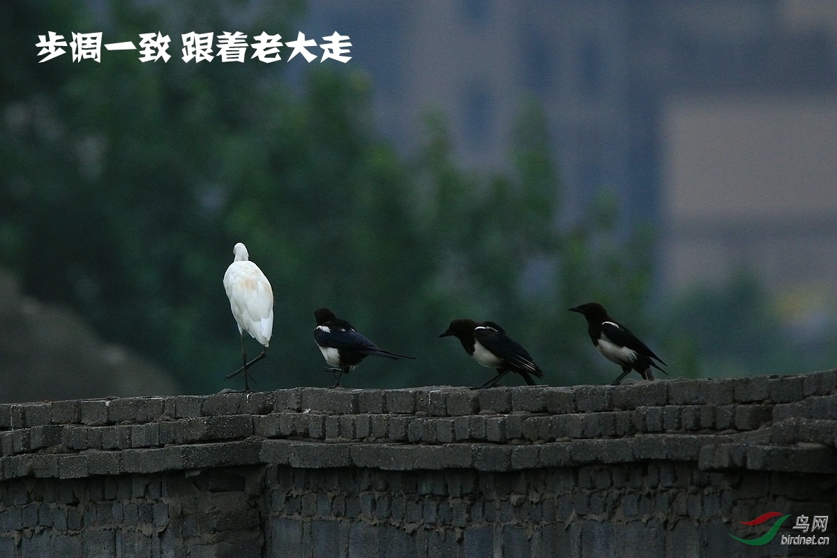 步调一致,跟着老大走!