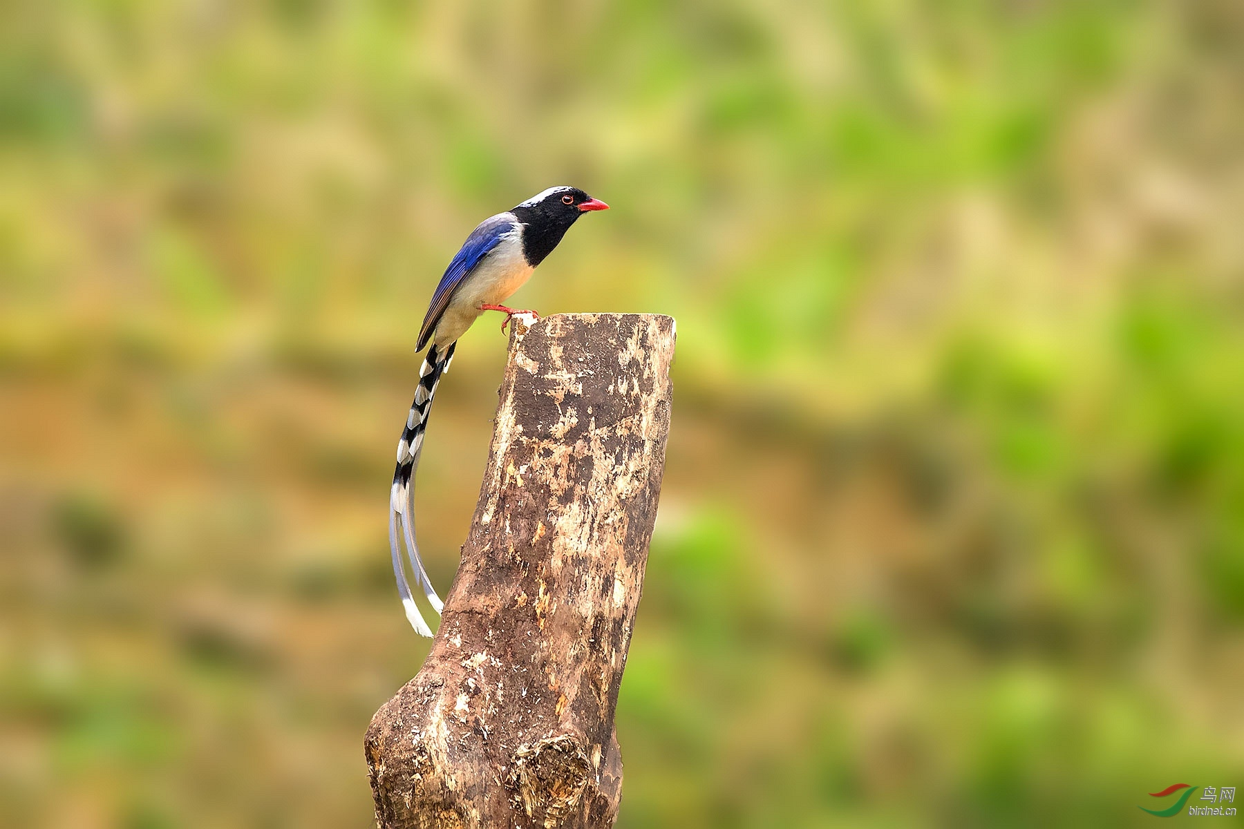 红嘴蓝鹊为湖北版加油!