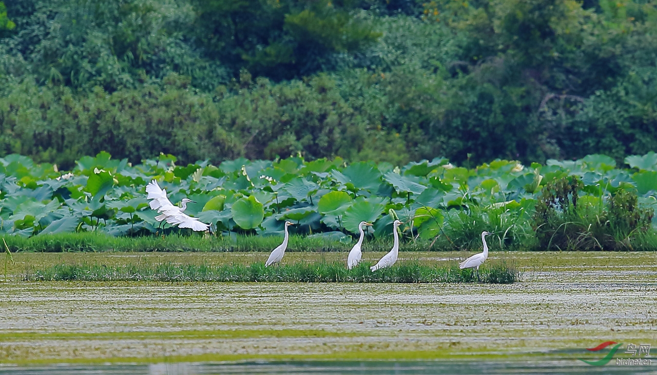 盛满鱼虾的荷塘
