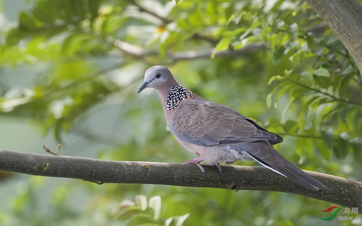 珠頸斑鳩