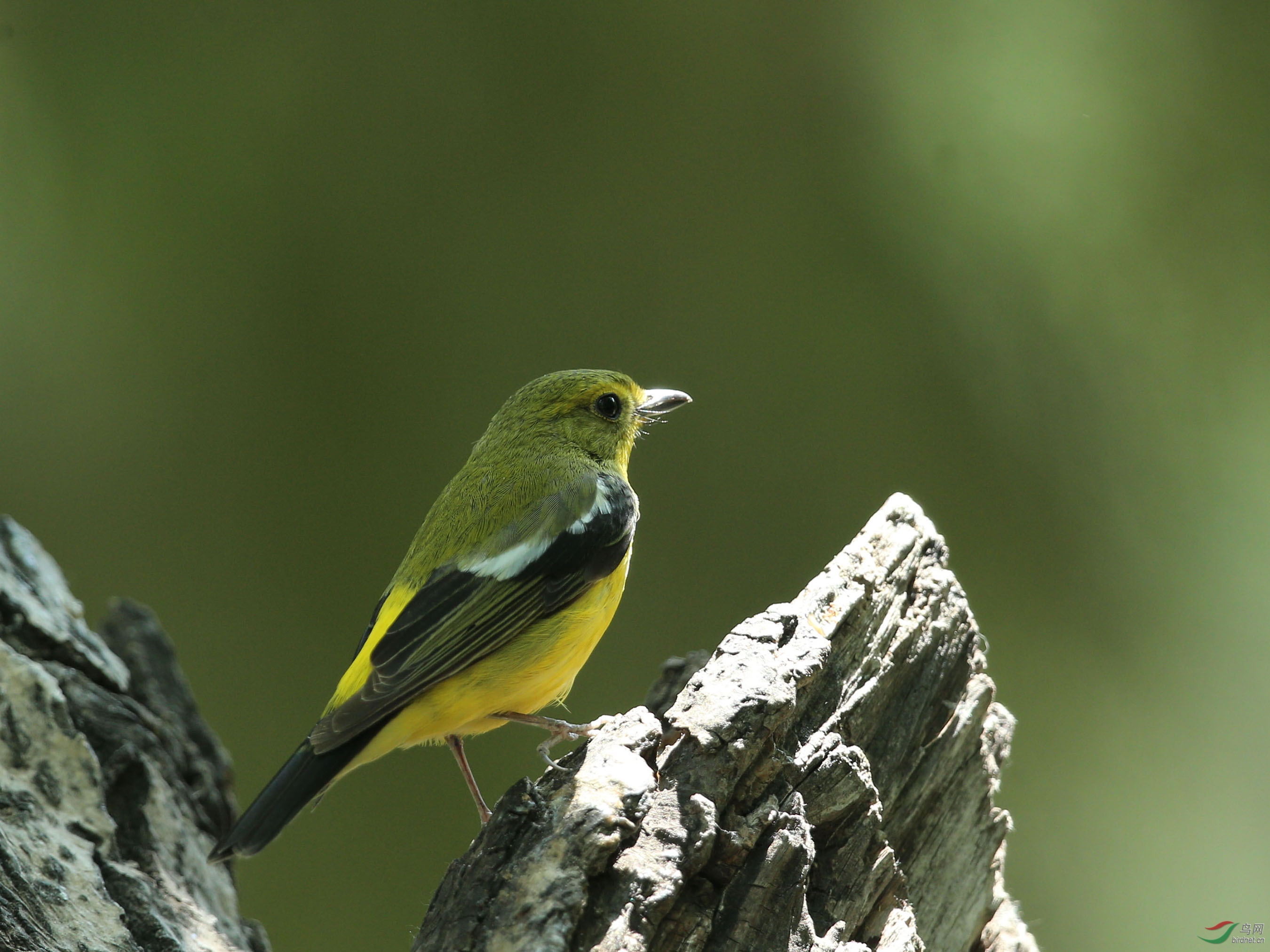林鸟绿背姬鹟农展