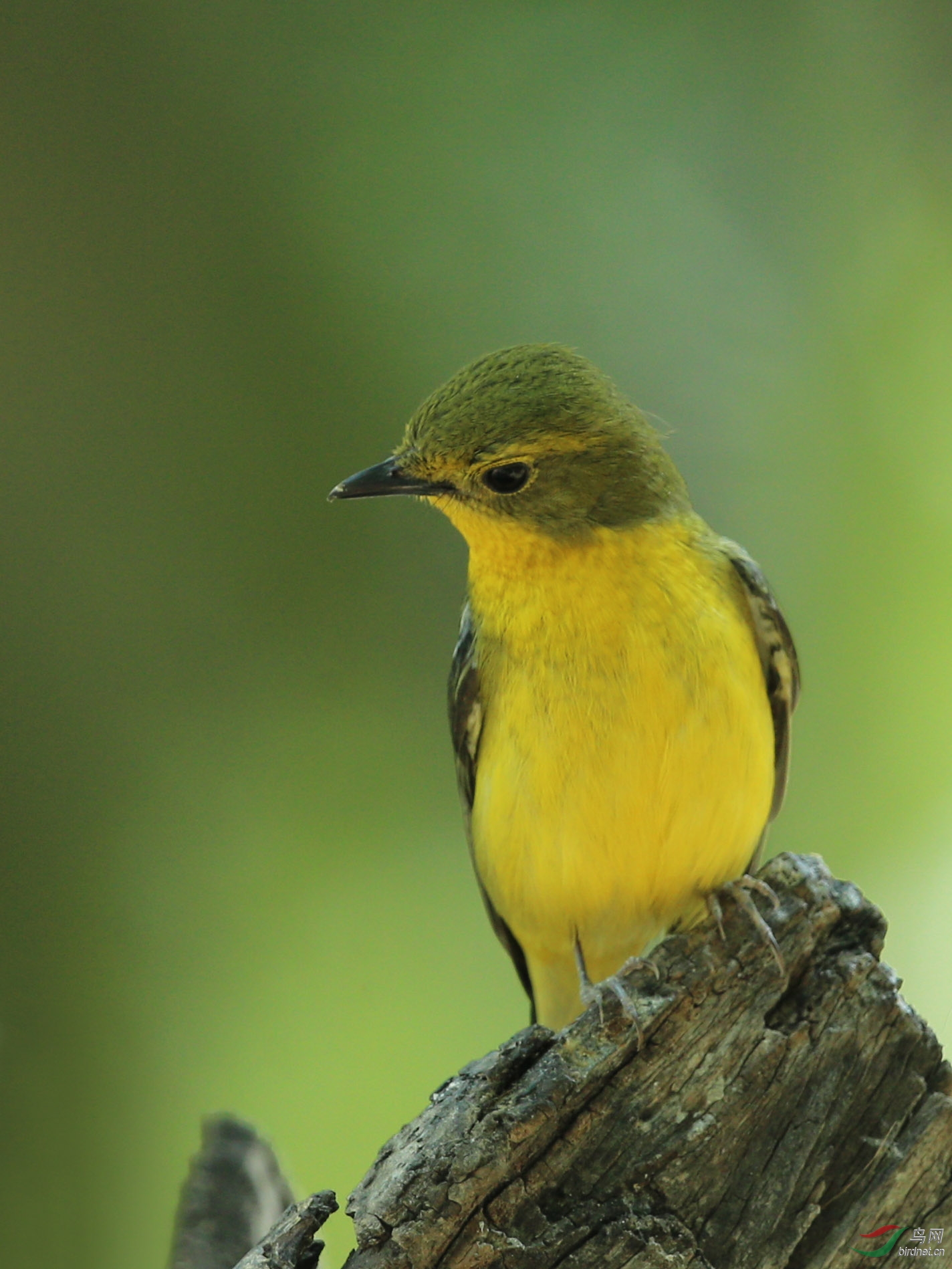 林鸟绿背姬鹟农展