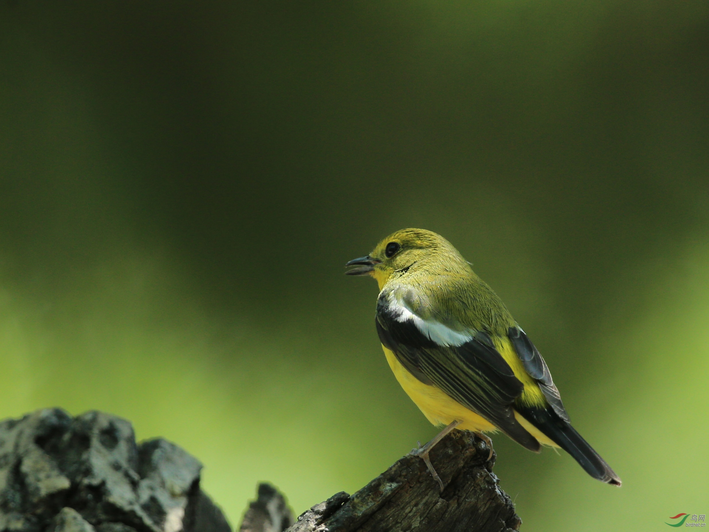 林鸟绿背姬鹟农展