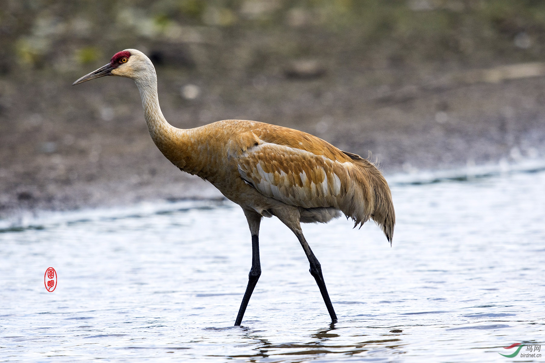 沙丘鹤3加拿大拍鸟