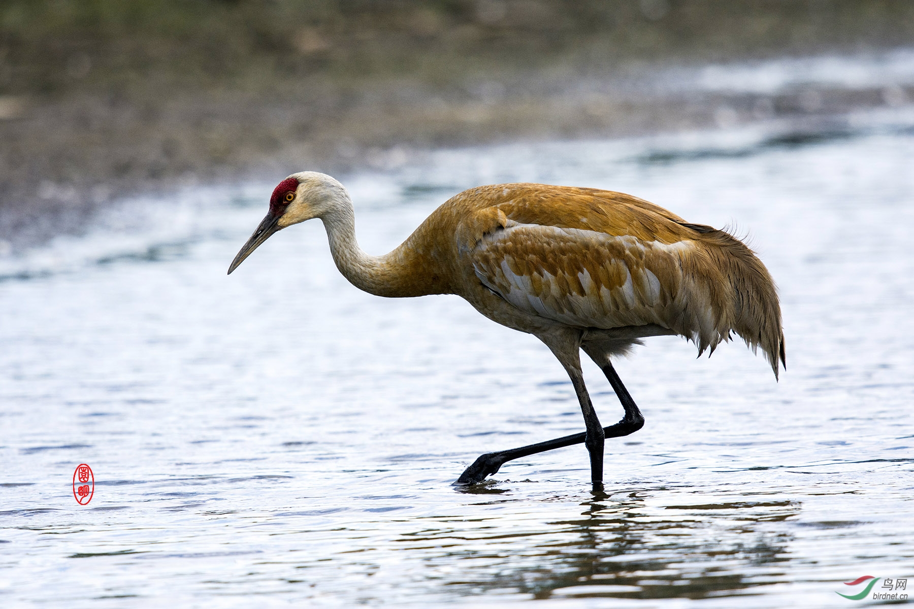 沙丘鹤3加拿大拍鸟