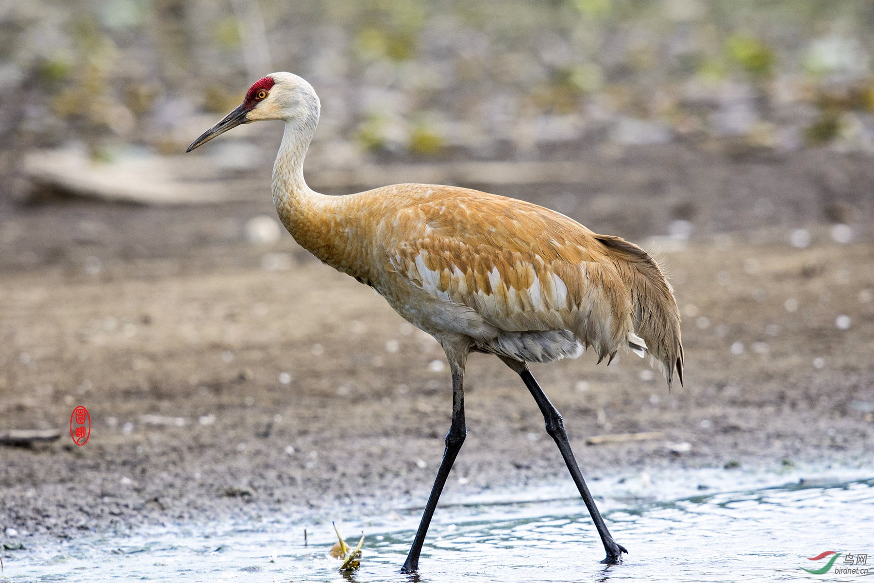 沙丘鹤5加拿大拍鸟