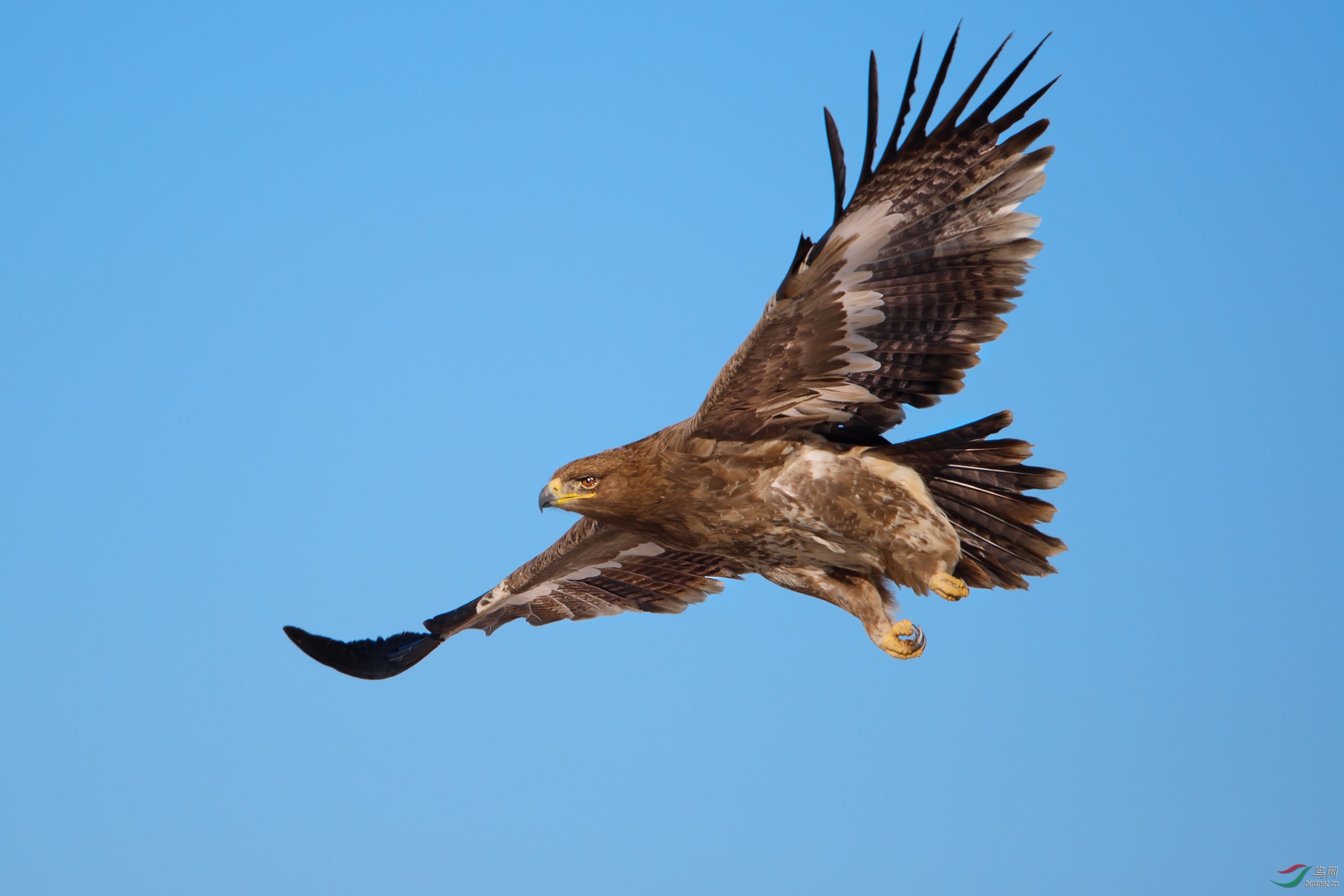 草原雕蓝天下遨翔的草原雕steppeeagle贺获首页精华图片