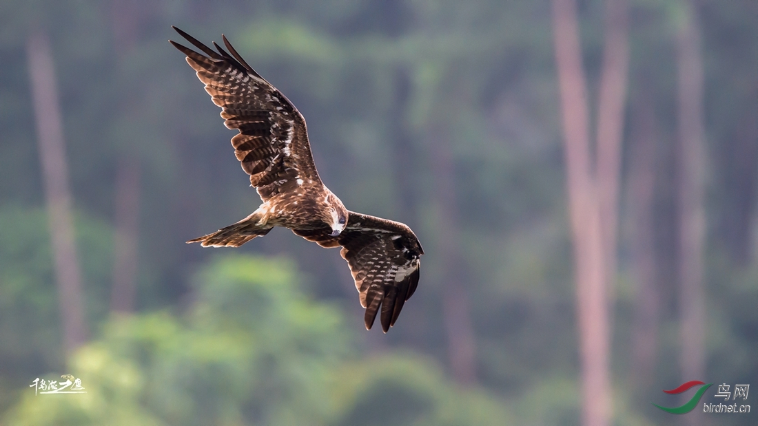 千岛湖老鹰基地作品021------黑耳鸢俯冲瞬间