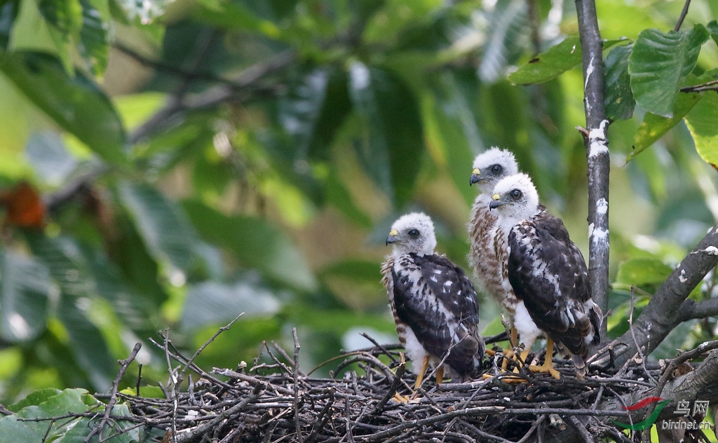 赤腹鹰宝宝