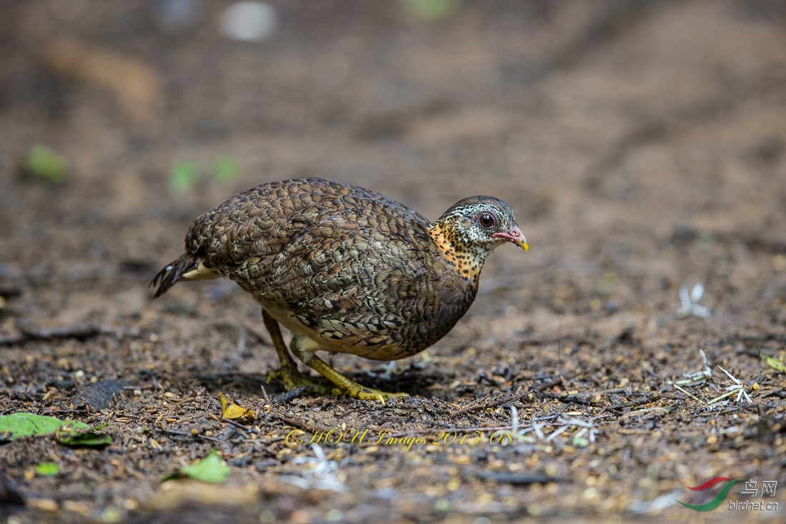 (绿脚树鹧鸪)绿脚山鹧鸪green-legged partridge!