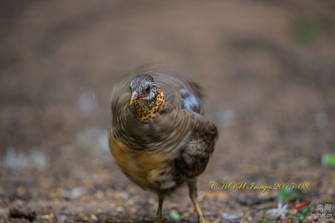 (绿脚树鹧鸪)绿脚山鹧鸪green-legged partridge!