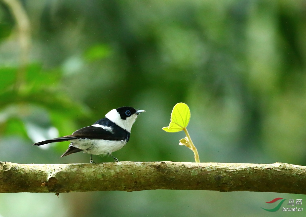 Y-pied monarch_���˺�_����.jpg