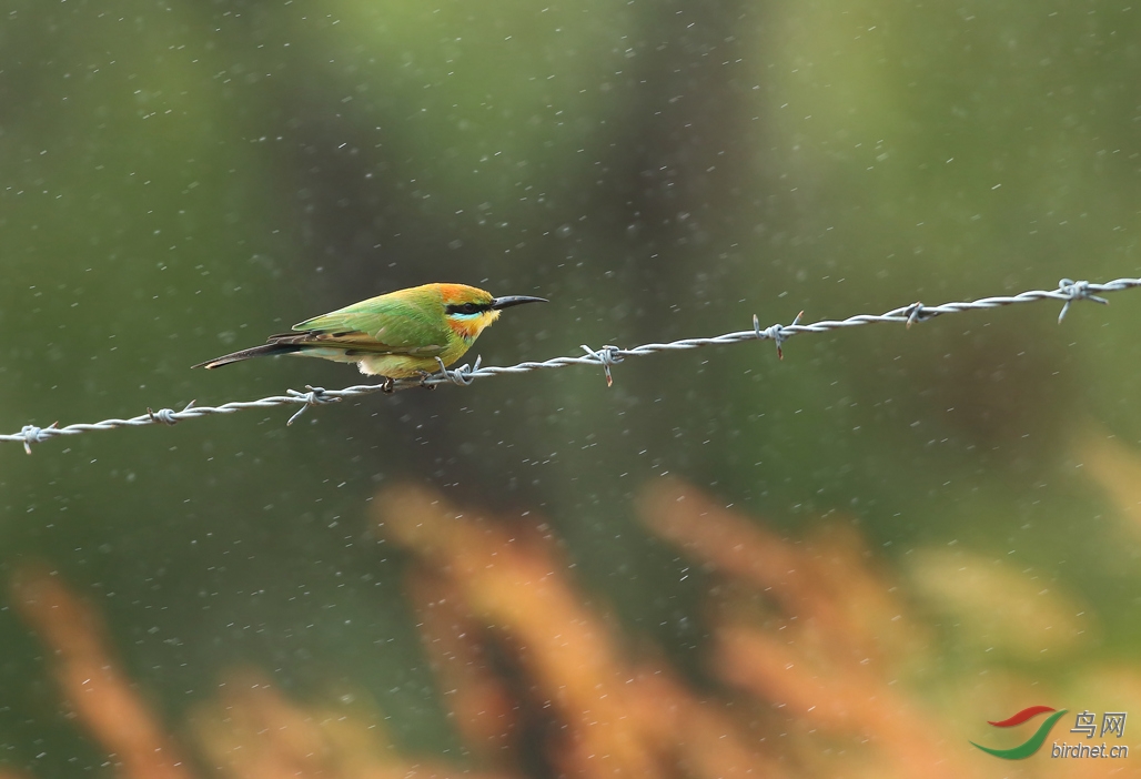 Y-rainbow bee-eater in rain_���˺�_����.jpg
