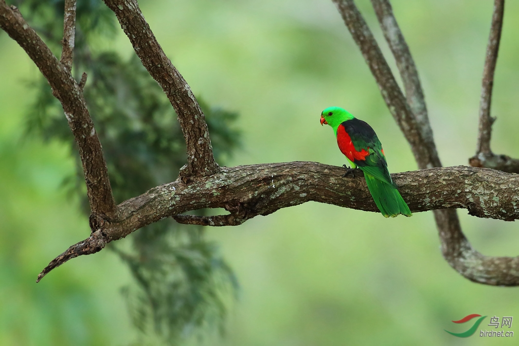Y-red-winged parrot1_���˺�_����.jpg