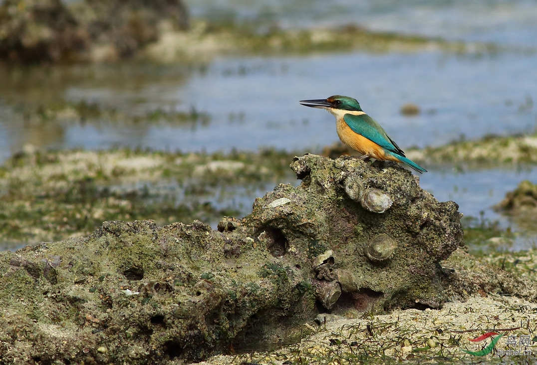 Y-sacred kingfisher_���˺�_����.jpg