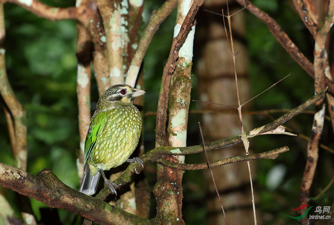y-spotted catbird_过滤后_副本.jpg
