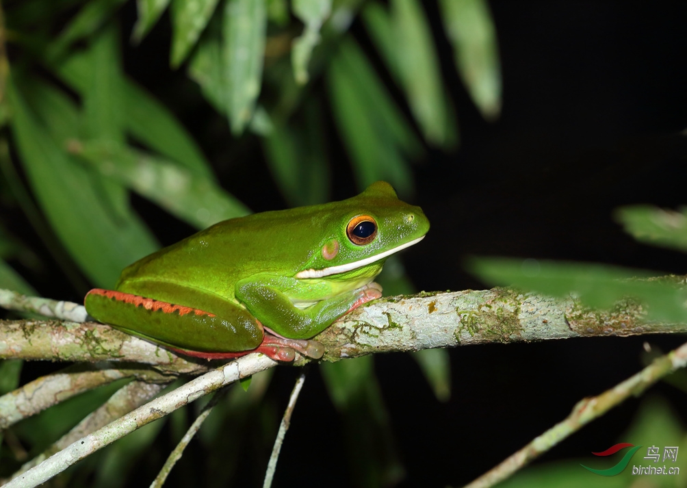 Y-tree frog2_���˺�_����.jpg