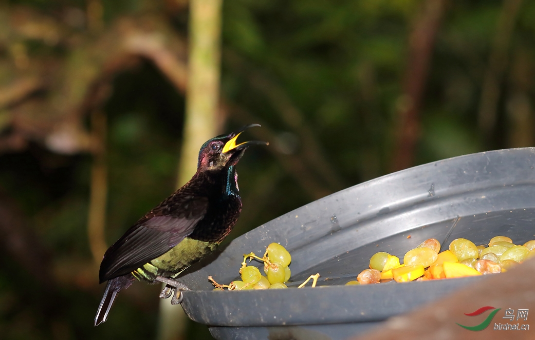 Y-victoria\\'s riflebird male_���˺�_����.jpg