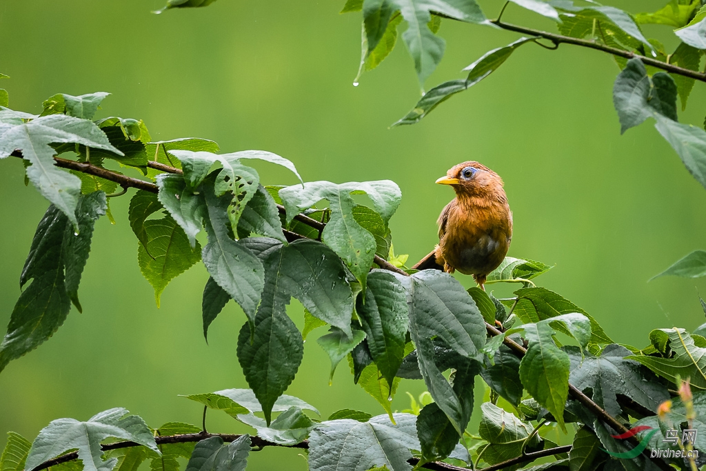 百啭千声随意移